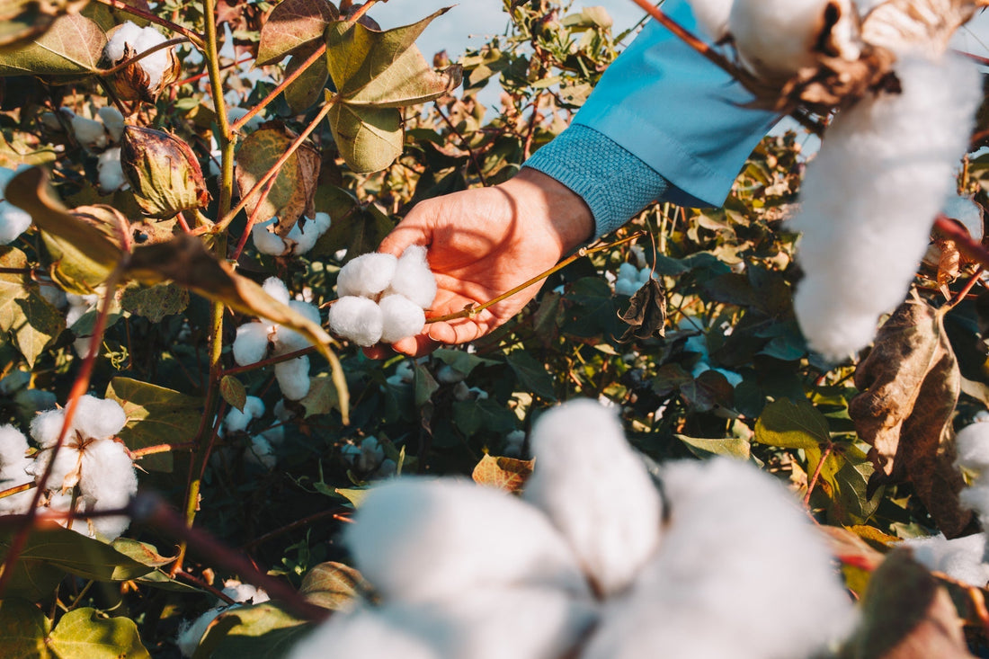 Le Coton : Une Fibre Millénaire au Cœur de Nos Vies, Entre Traditions et Défis